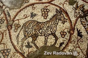 1257. DETAIL OF THE MOSAIC FLOOR OF THE 4TH. C. GAZA SYNAGOGUE DEPICTING A ZEBRA © <i> synagogues.kinneret.ac.il </i>