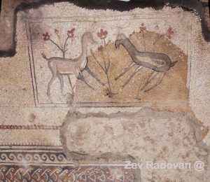 2705. NAARAN - REMAINS OF THE 6TH. C. SYNAGOGUE LOCATED N/W OF JERICHO. THE MOSAIC FLOOR WAS DECORATED BY A ZODIAC WHICH WAS DESTROYED   BY ICONOCLASTS IN A LATER PERIOD © <i> synagogues.kinneret.ac.il </i>